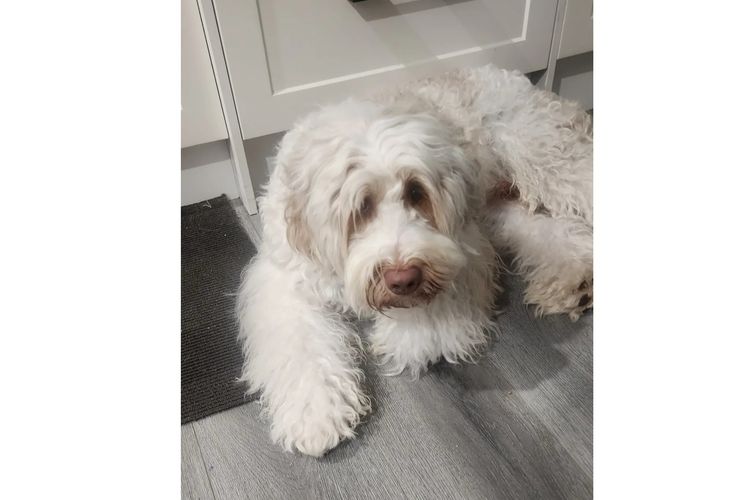 Lilly Pilly Way Australian Cobberdogs