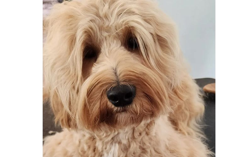 Lilly Pilly Way Australian Cobberdogs