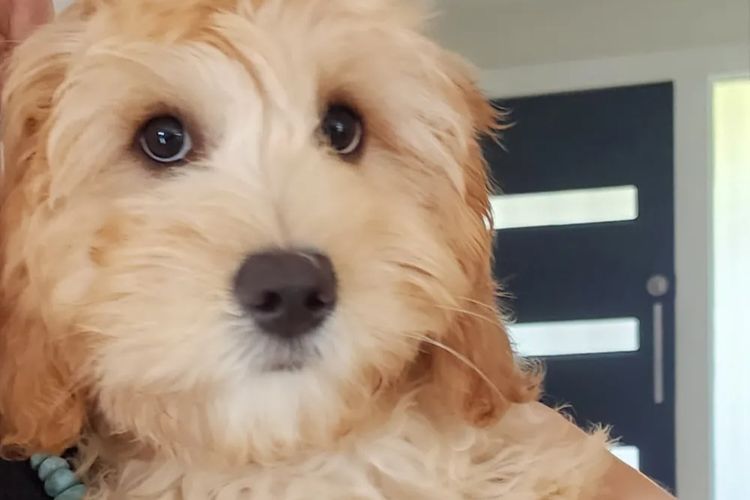 Lilly Pilly Way Australian Cobberdogs