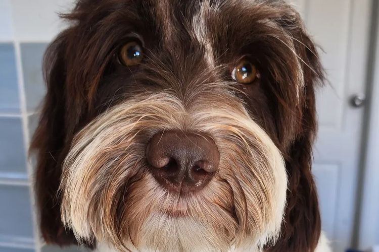 Lilly Pilly Way Australian Cobberdogs
