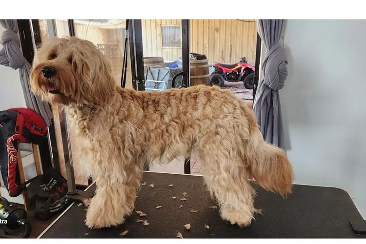 Lilly Pilly Way Australian Cobberdogs