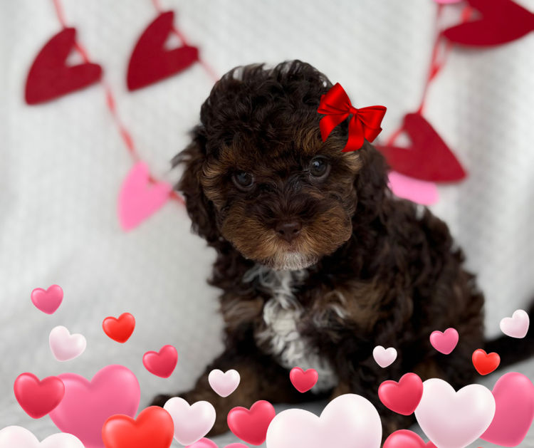 Teddyoodles Cavoodles/ Mikhali Amore Theodores