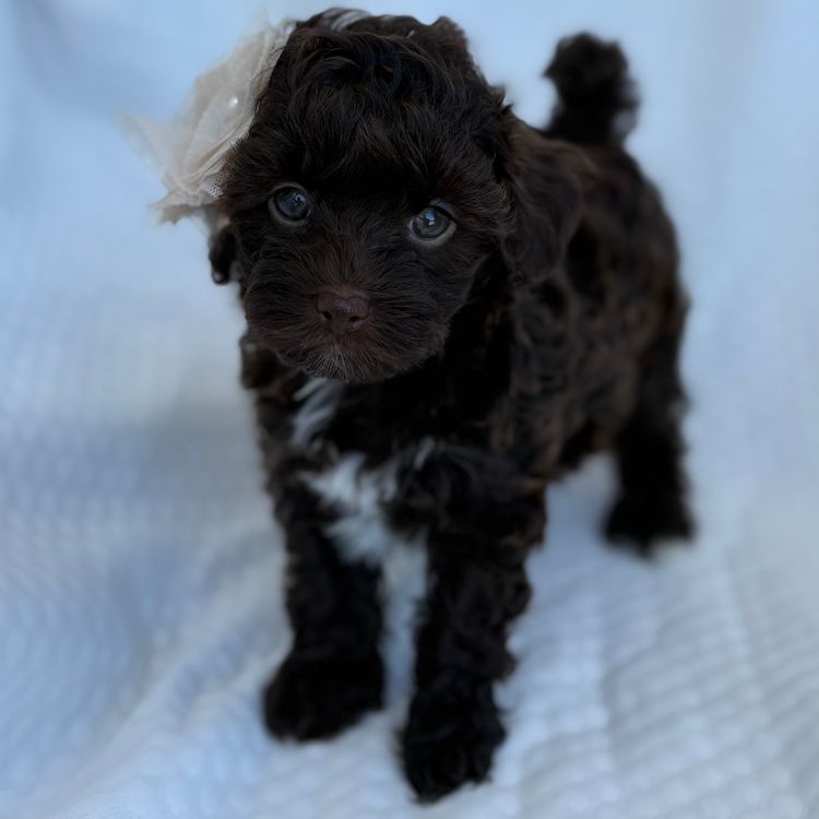 Teddyoodles Cavoodles/ Mikhali Amore Theodores