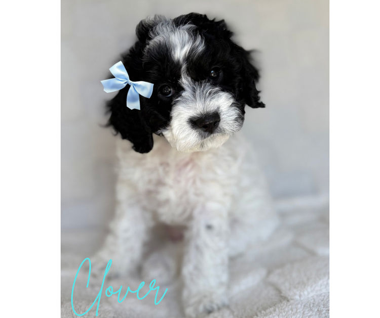 Teddyoodles Cavoodles/ Mikhali Amore Theodores