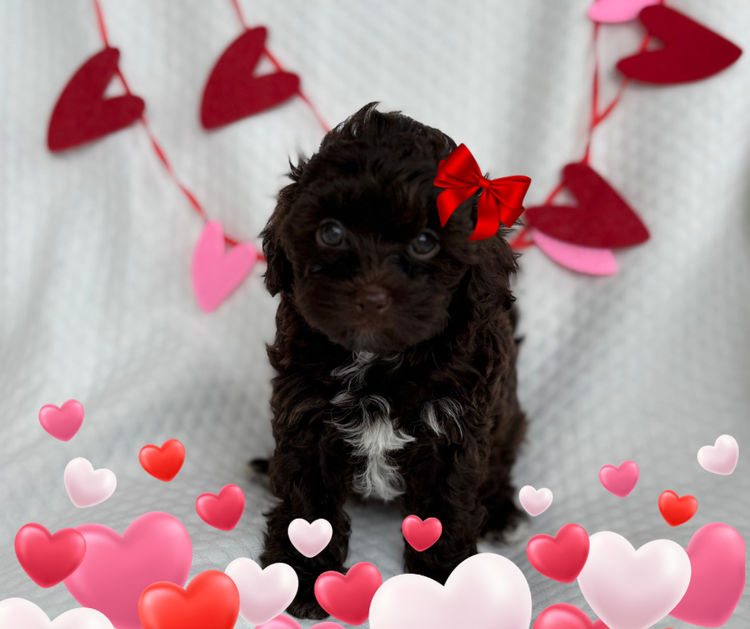 Teddyoodles Cavoodles/ Mikhali Amore Theodores