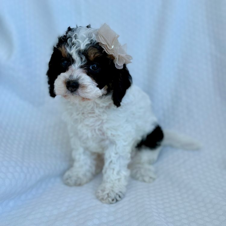 Teddyoodles Cavoodles/ Mikhali Amore Theodores