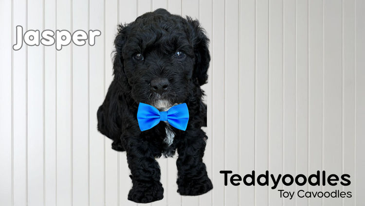 Teddyoodles Cavoodles/ Mikhali Amore Theodores