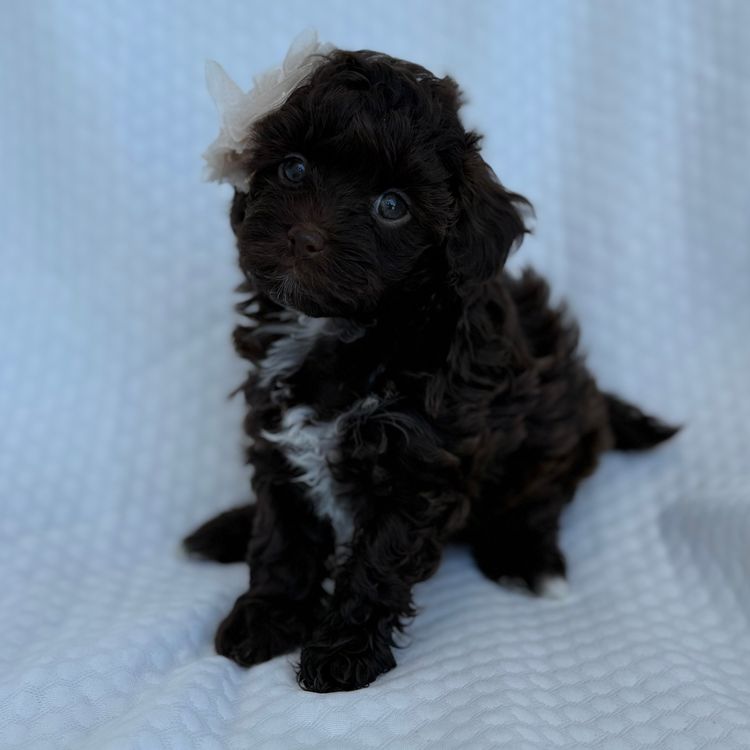 Teddyoodles Cavoodles/ Mikhali Amore Theodores