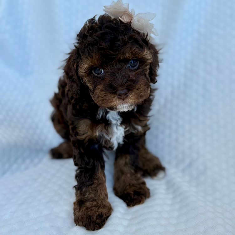 Teddyoodles Cavoodles/ Mikhali Amore Theodores