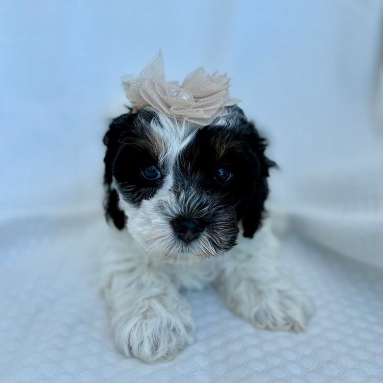 Teddyoodles Cavoodles/ Mikhali Amore Theodores