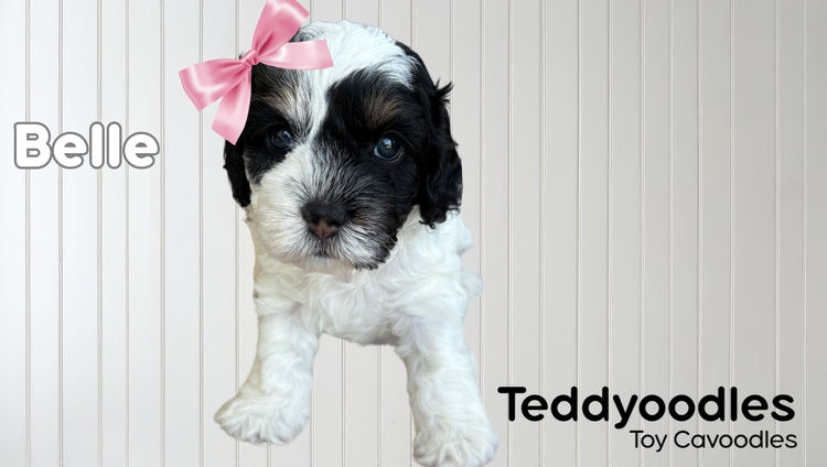 Teddyoodles Cavoodles/ Mikhali Amore Theodores