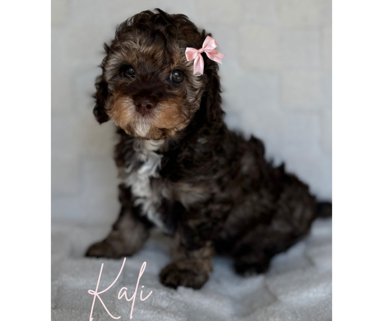 Teddyoodles Cavoodles/ Mikhali Amore Theodores