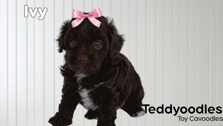 Teddyoodles Cavoodles/ Mikhali Amore Theodores