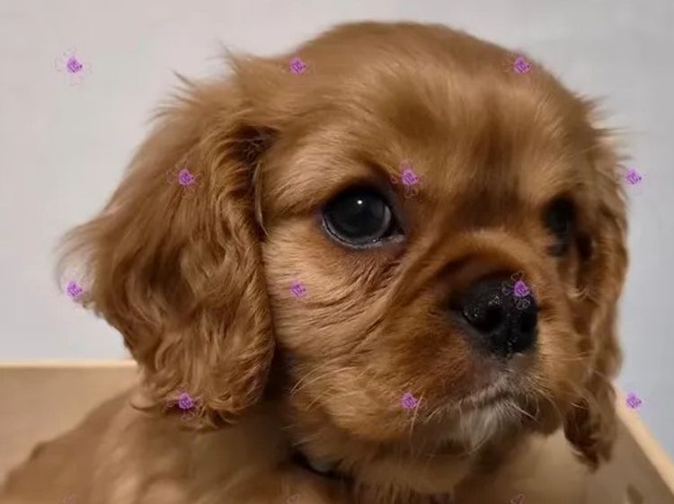 Jan's Precious Cavaliers