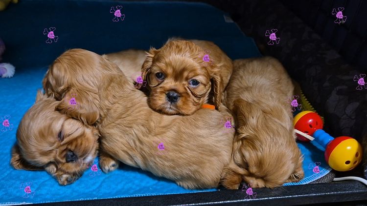Jan's Precious Cavaliers