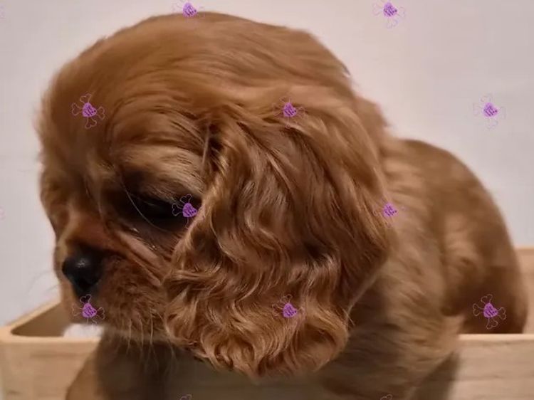Jan's Precious Cavaliers