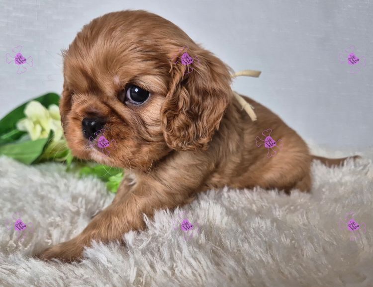Jan's Precious Cavaliers