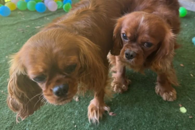 Jan's Precious Cavaliers