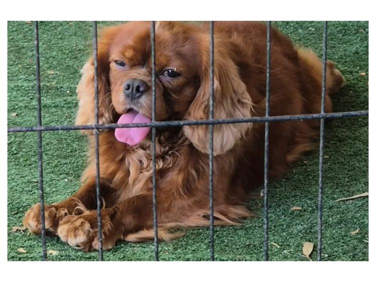 Jan's Precious Cavaliers