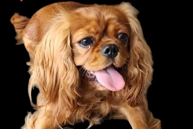 Jan's Precious Cavaliers