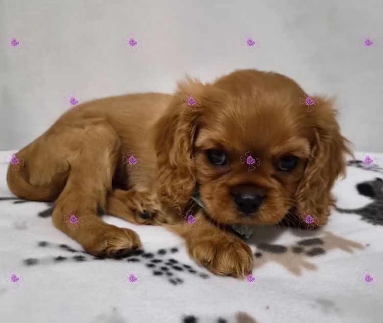 Jan's Precious Cavaliers