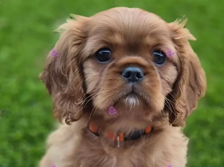 Jan's Precious Cavaliers
