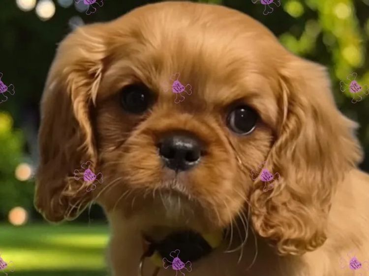 Jan's Precious Cavaliers