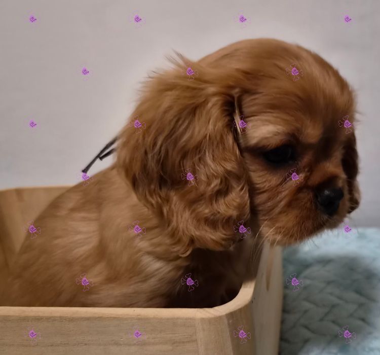 Jan's Precious Cavaliers