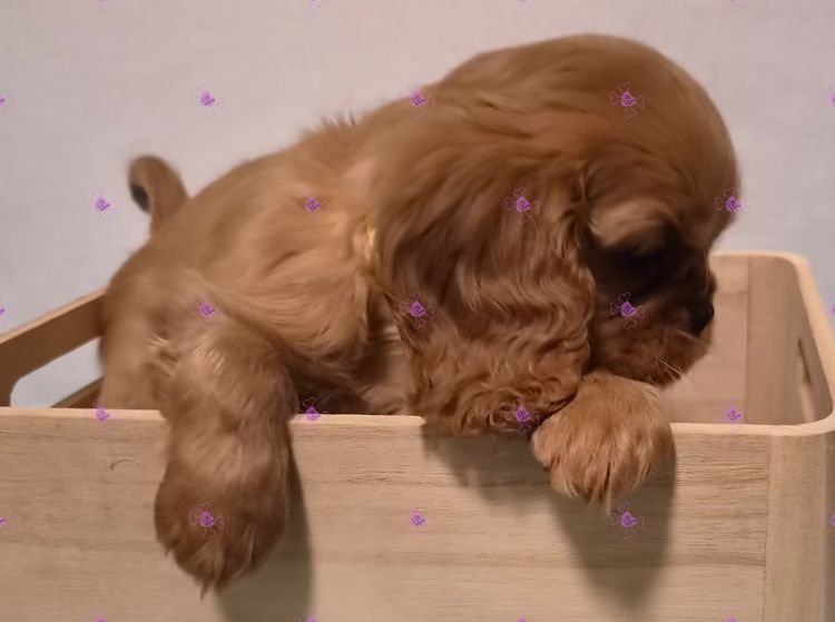 Jan's Precious Cavaliers