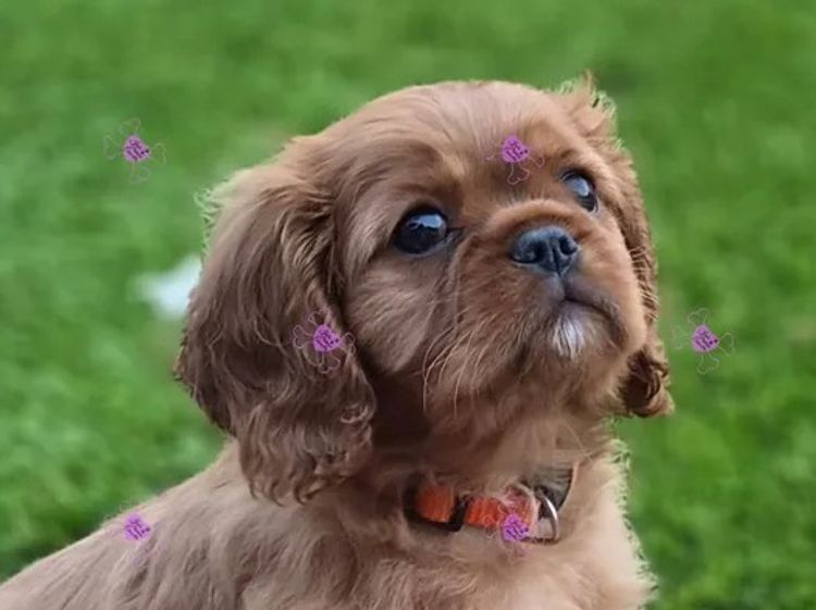 Jan's Precious Cavaliers