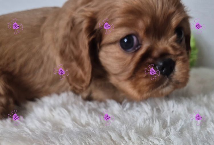 Jan's Precious Cavaliers