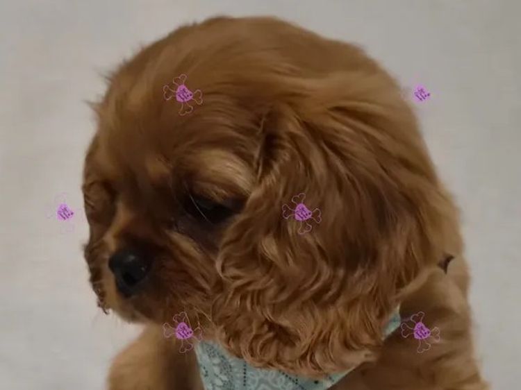 Jan's Precious Cavaliers