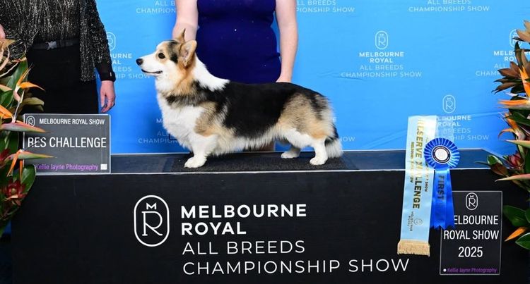 Kiwianaa Corgis (Pembroke)