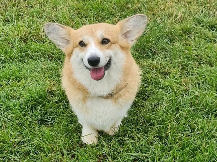 Kiwianaa Corgis (Pembroke)