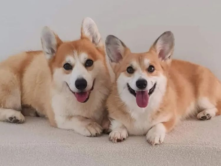 Kiwianaa Corgis (Pembroke)