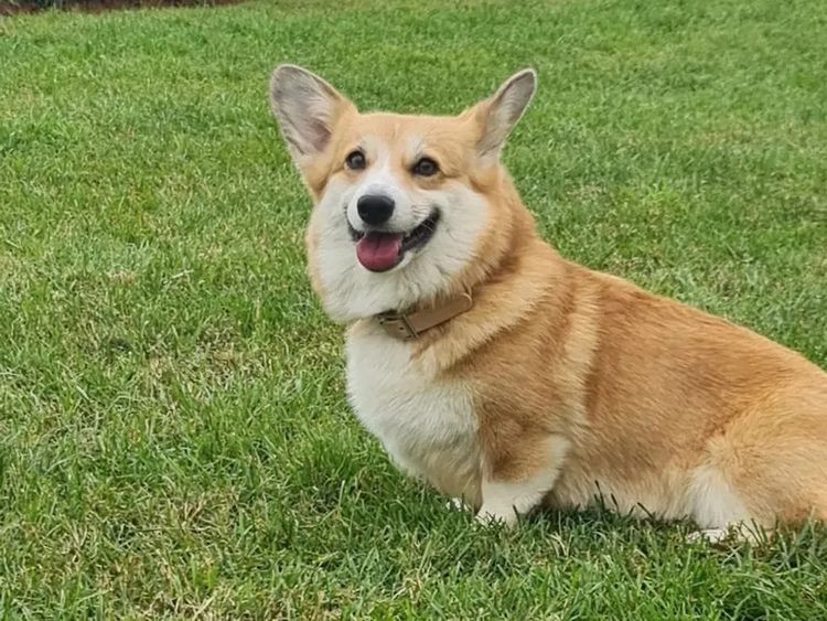 Kiwianaa Corgis (Pembroke)