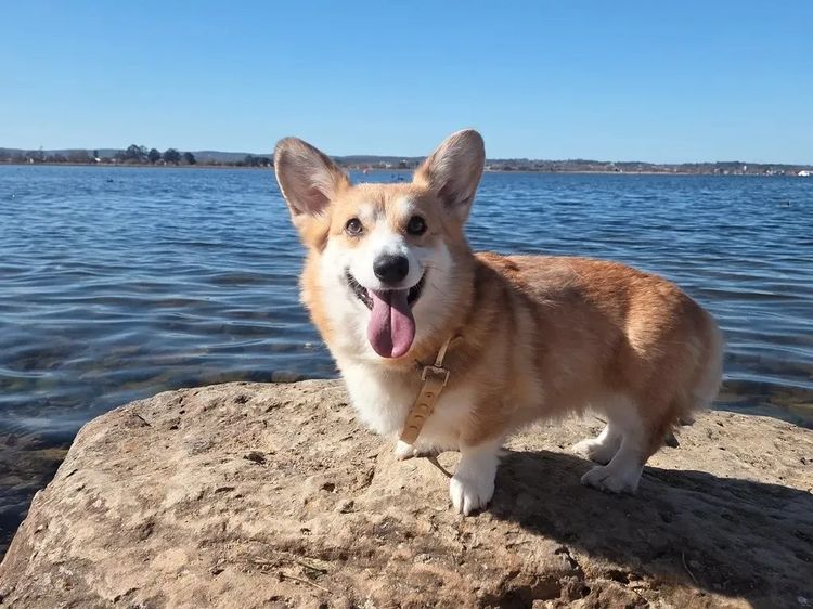 Kiwianaa Corgis (Pembroke)