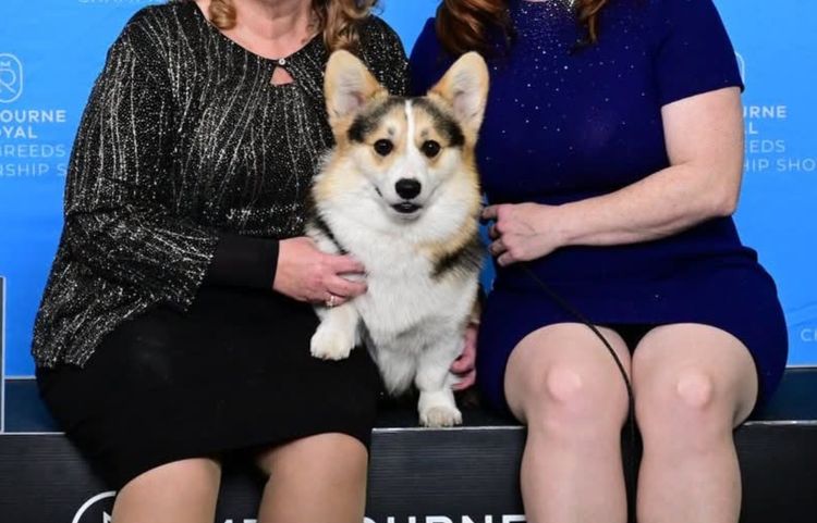 Kiwianaa Corgis (Pembroke)