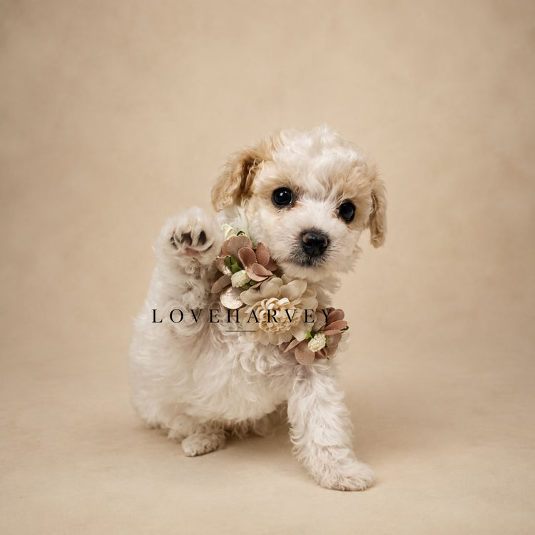 LOVEHARVEY - ♡BICHOODLE ♡POOCHON