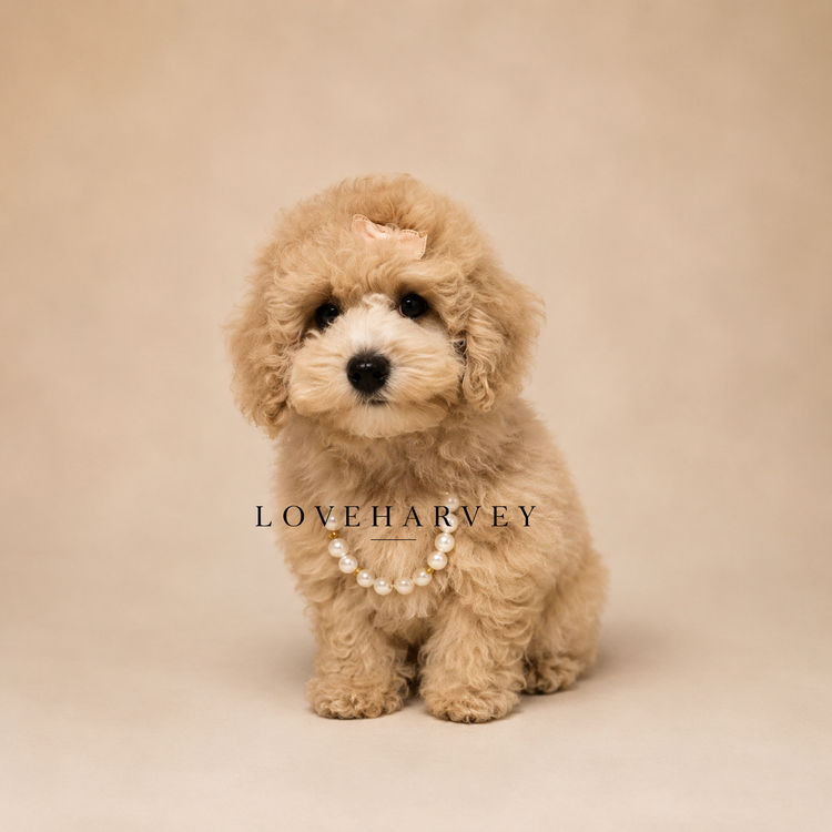LOVEHARVEY - ♡BICHOODLE ♡POOCHON