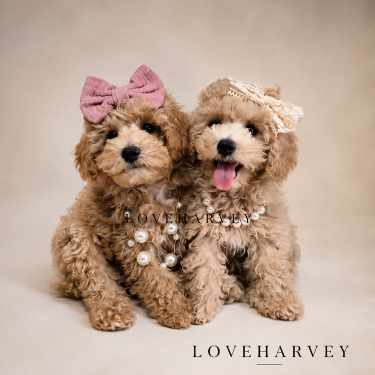 LOVEHARVEY - ♡BICHOODLE ♡POOCHON