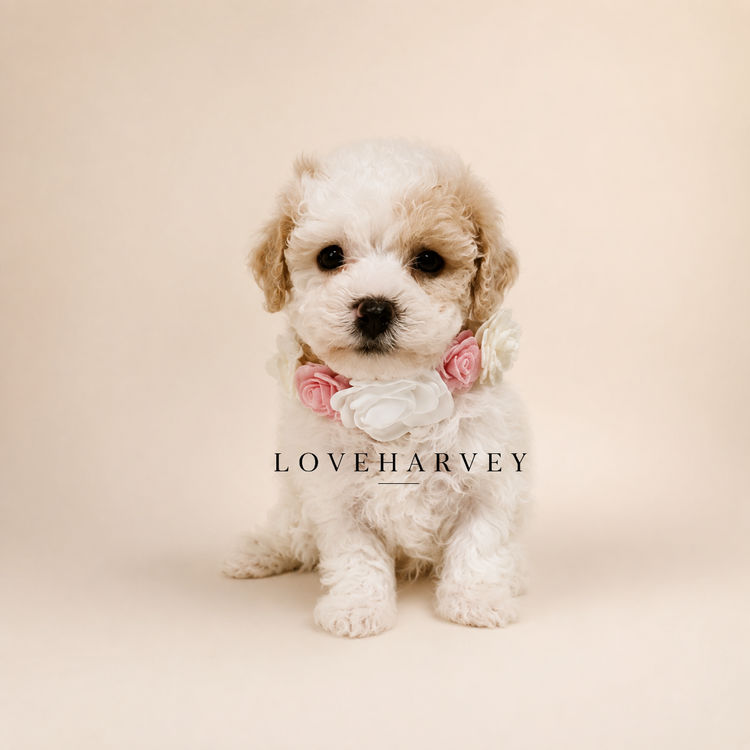LOVEHARVEY - ♡BICHOODLE ♡POOCHON