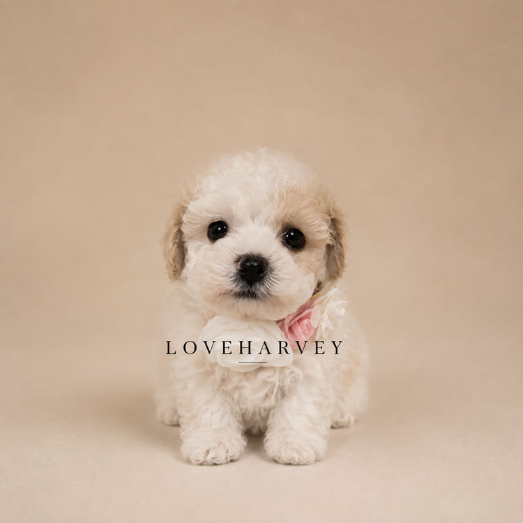 LOVEHARVEY - ♡BICHOODLE ♡POOCHON
