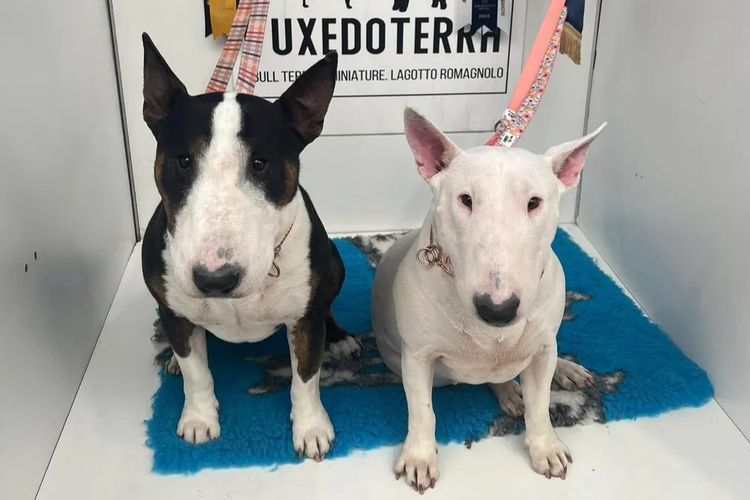 Tuxedoterra Bull Terrier Miniatures