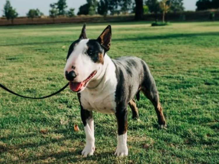 Tuxedoterra Bull Terrier Miniatures