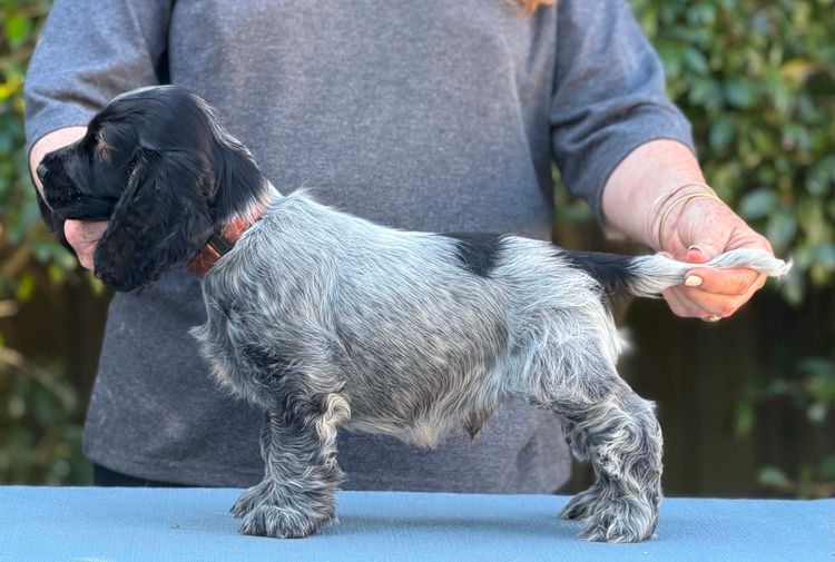 DUXNUTS English Cocker Spaniels