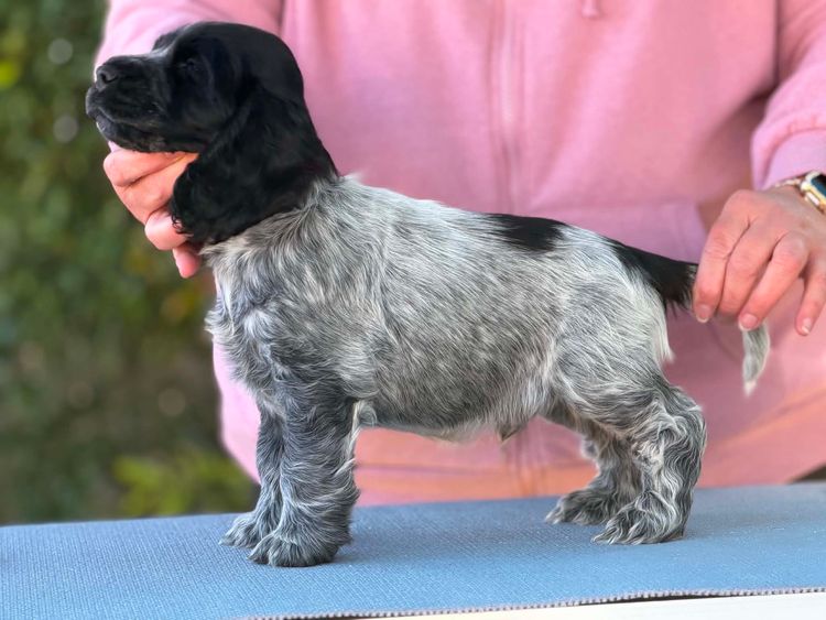 DUXNUTS English Cocker Spaniels