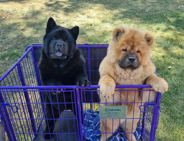 Sweetiepei Chow Chow