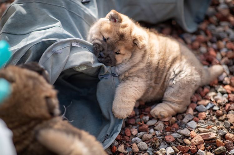 Sweetiepei Chow Chow