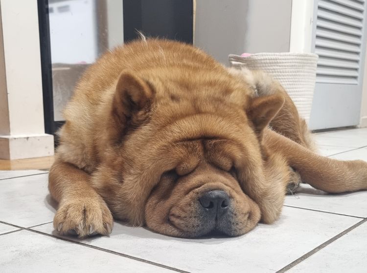 Sweetiepei Chow Chow
